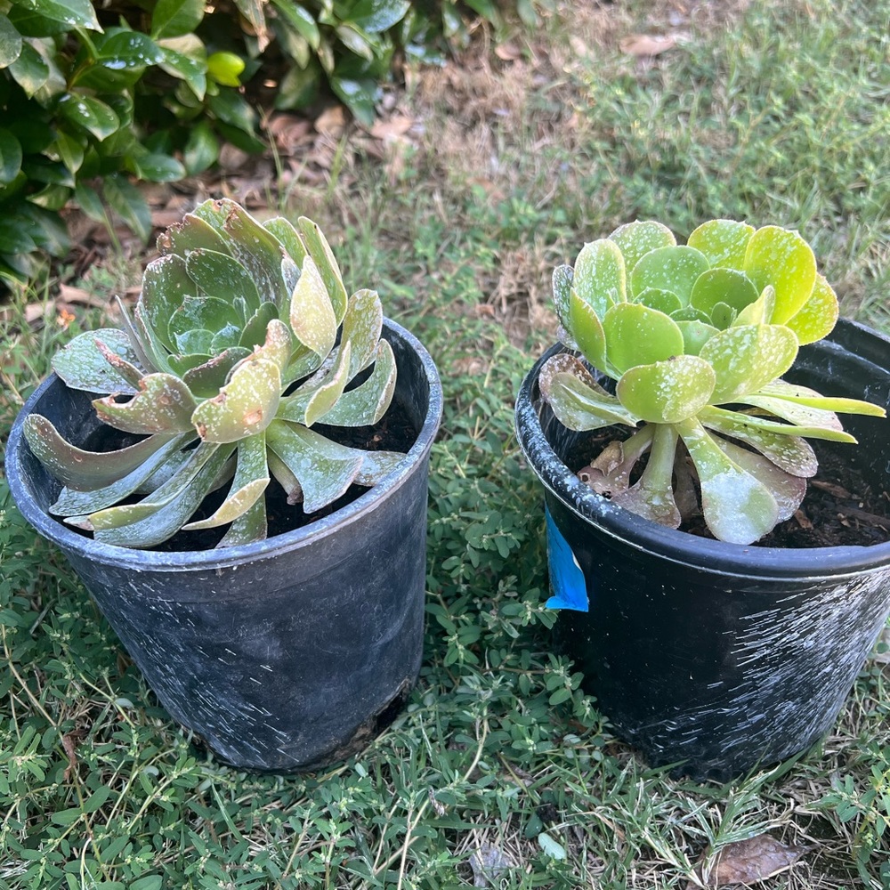 Nice plant